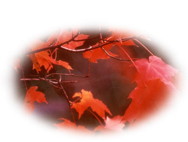 Autumn Leaves