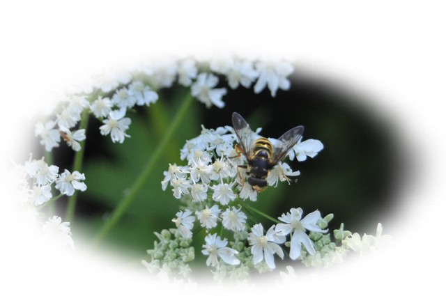Busy Bee