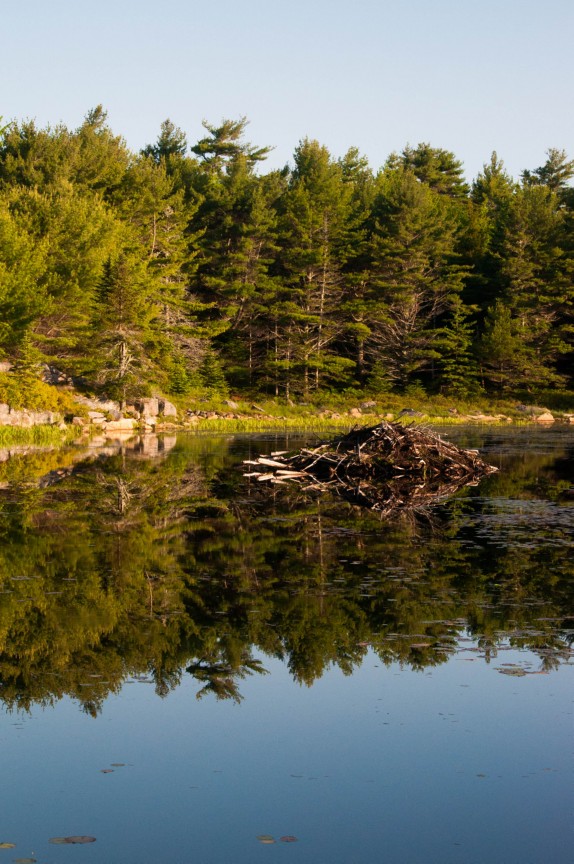 acadia natl park 1