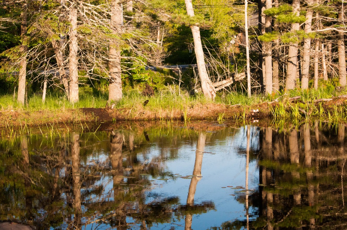 acadia natl park 2