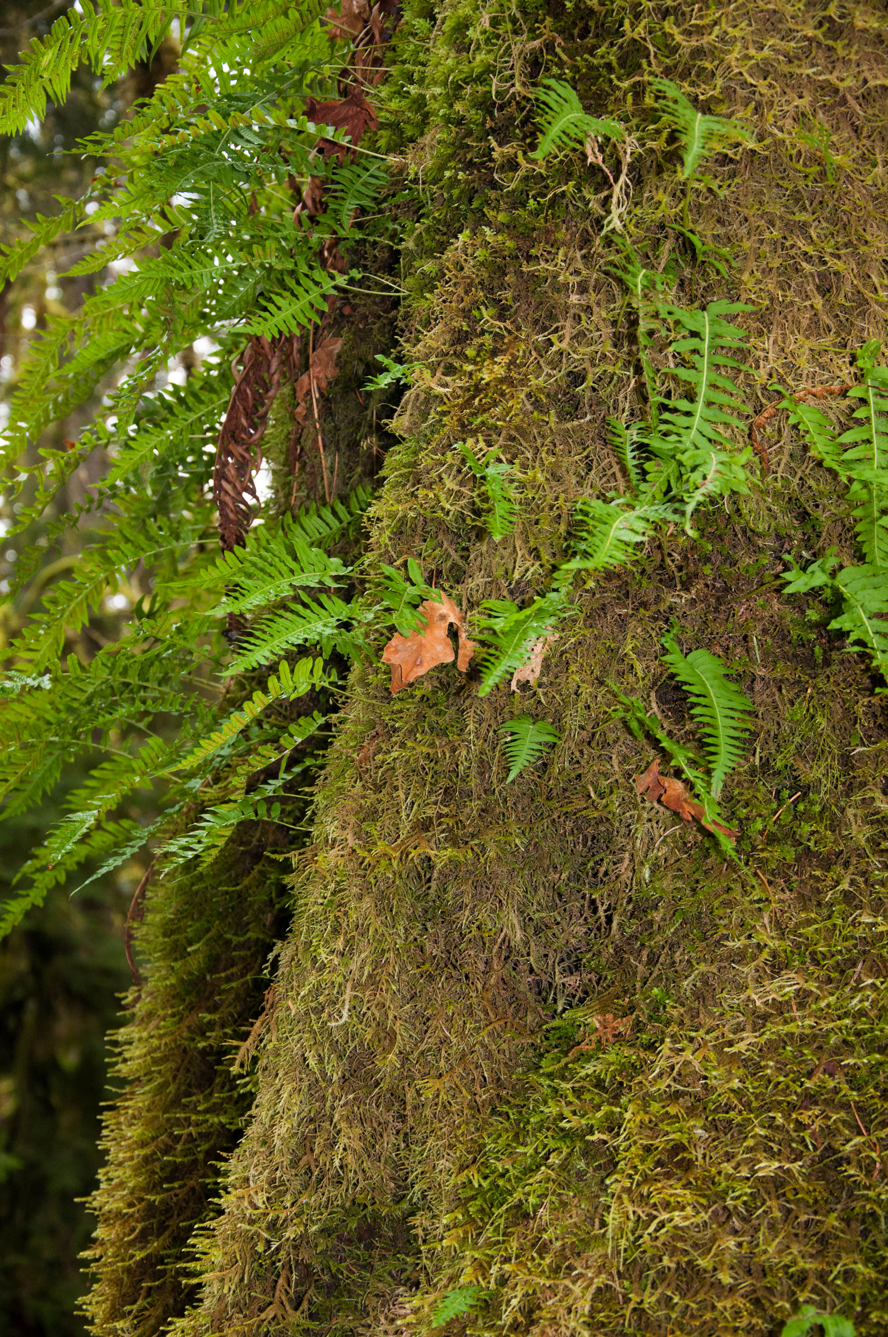 Ferns and Moss