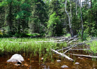 Alpine Pond