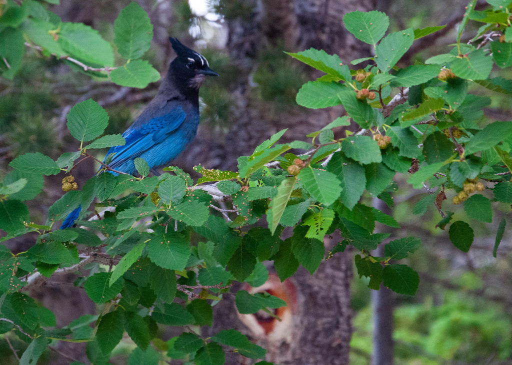 Mountain Jay1