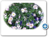 Fresh as a Daisy