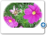 Full Bloom