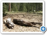 Yosemite 6