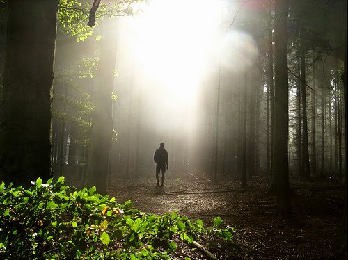 Forest and Trees